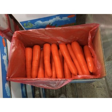 Fresca xiamen grande carota