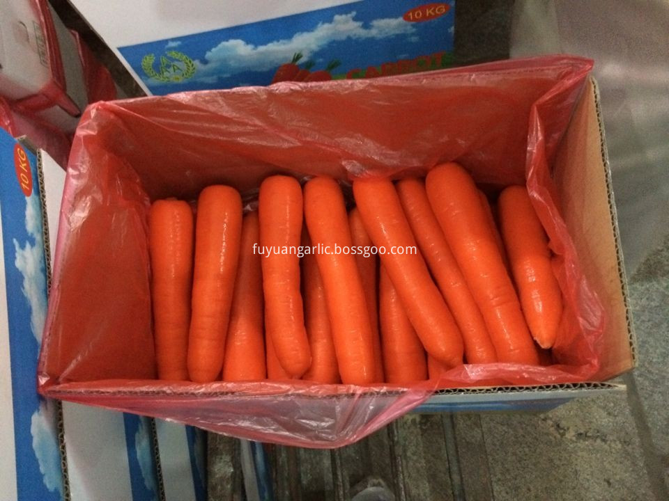 fresh shandong carrot 80-150g 