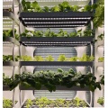 Agriculture microgreen aquaponics Indoor vertical hydroponic