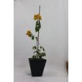 Plastic coated steel pipe garden stake