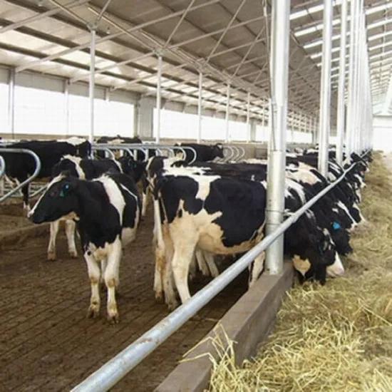 steel structure cow sheds for sale