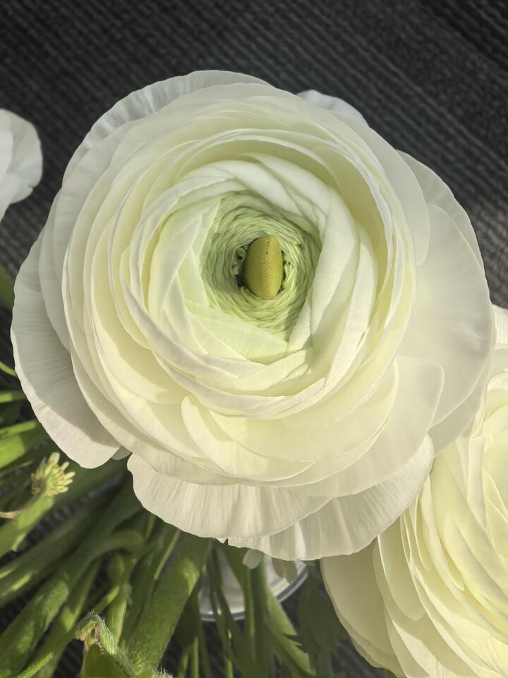 White Ranunculus