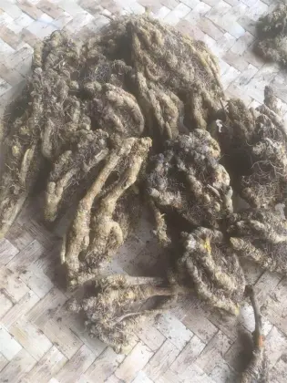 Wild chicken claw-shaped berberine