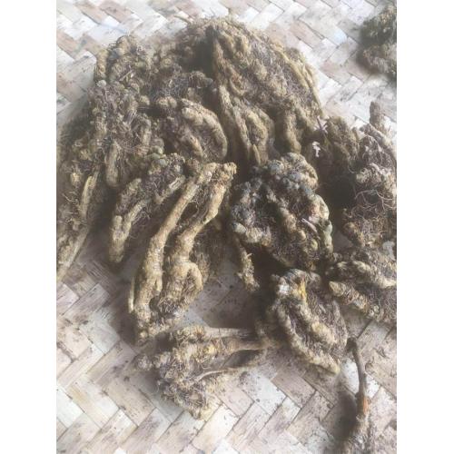 Wild chicken claw-shaped berberine