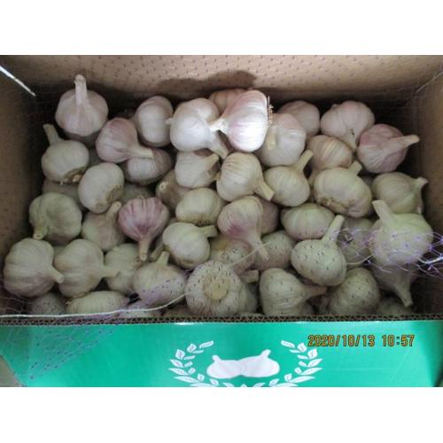 Cold Storing Fresh Normal Garlic