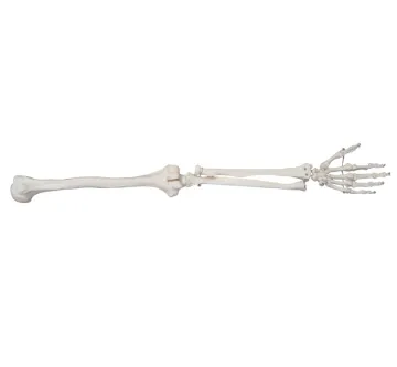 Life-Size Upper Extremity Skeleton Model