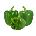 Fresh green color bell pepper