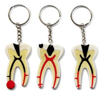 Caries Demonstration Plastic Key Chain for Dental Clinics