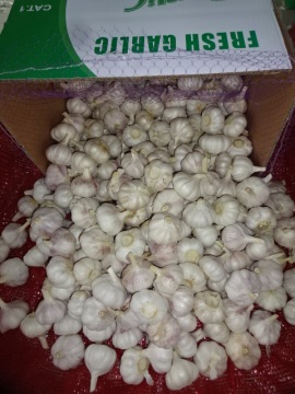 Hot Sale 2020 Normal White Garlic