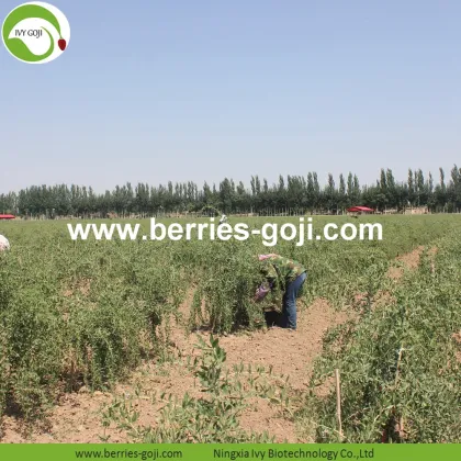 Factory Supply Fruit Red Package Goji Berries