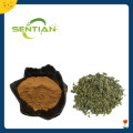 Gynostemma Pentaphyllum Extract Sale