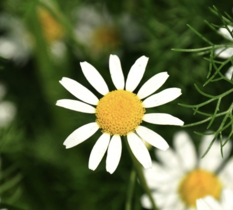 Chamomile Extract Supplier