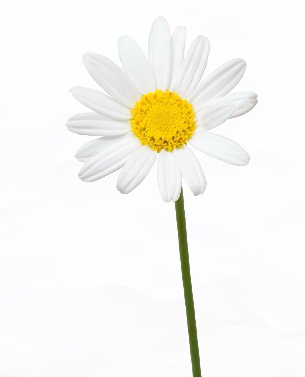 Marigert