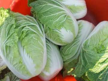 Chinese long cabbage