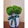 তোড়া ব্যবস্থার জন্য তাজা কাটা সবুজ কৌতুক Dianthus