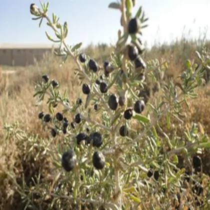 Organic Black Goji Qinghai Heirloom Herbs