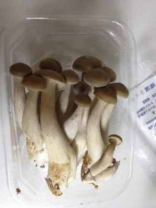 lyophyllum mushroom/ club fungi Mushrooms /coral fungi