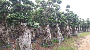 Ficus microcarpa bonsai root and stump shape