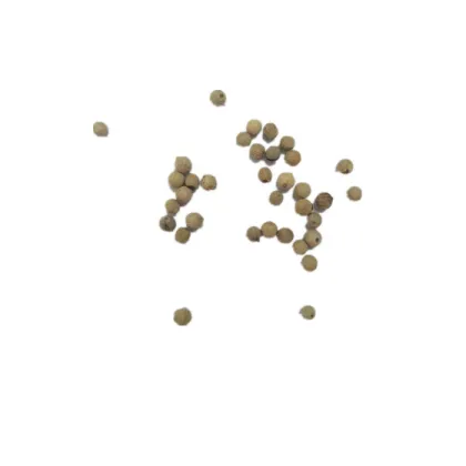 Hot Sale White Pepper Whole