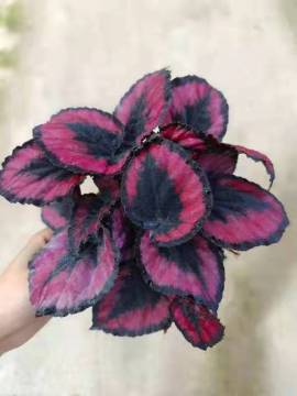 begonia 13 indoor living plants