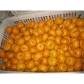 Manis Nanfeng Baby mandarin