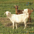 Fazenda de animais com malha de arame com ovelha para ovelhas