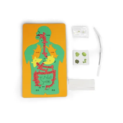 Small Production DIY Digestive System Jigsaw for Kindergarten Science Education