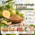 Extrato de Garcinia Cambogia com 50% –60% de ácido hidroxicítrico