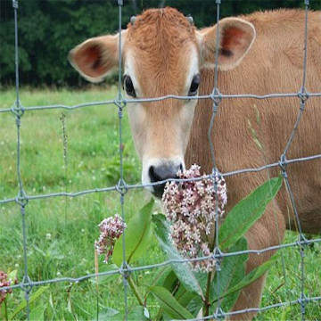Field fence cattle fence