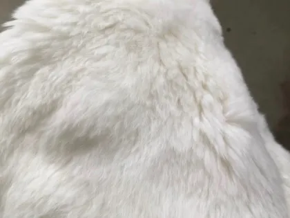 rex rabbit skin fur plate