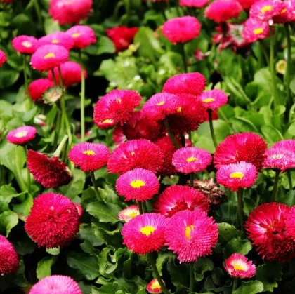 Hybrid flower company supply callistephus chinensis seeds