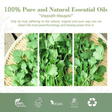 Óleo de semente de coentro 100% óleos essenciais naturais e orgânicos com rotulagem privada