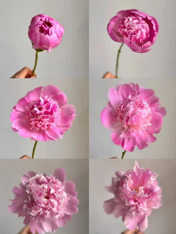 Blue Fuji Peony