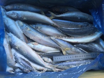 Hot sales high quality BQF Frozen Pacific Mackere