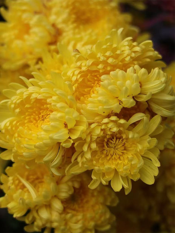 Standard Yellow chrysanthemum3