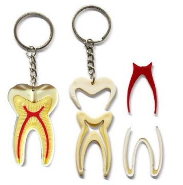 Molar Tooth Shape Key Chain - 4 Parts Dental Decor and Promotion Gift
