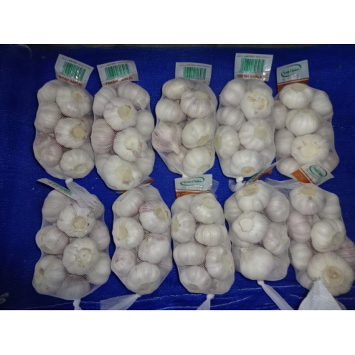 2020 Fresh Normal Garlic Price