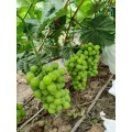 Tropical Flavor High Sugar Shine Muscat