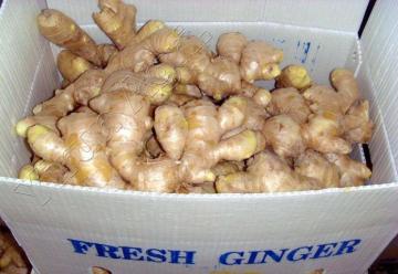 2018 Good Fresh Ginger