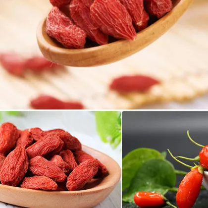 goji berry wolfberry Organic plant
