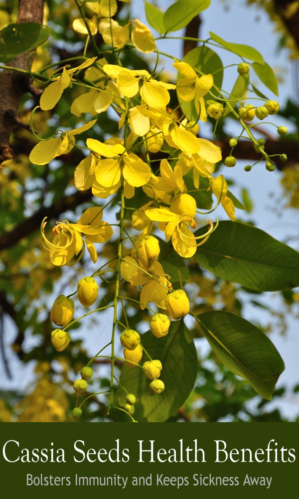 Natural Cassia seed extract powder