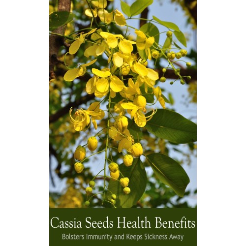 Natural Cassia seed extract powder