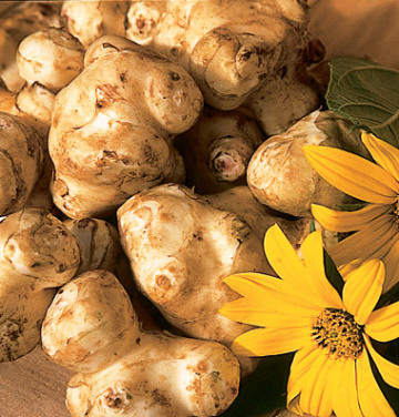 Jerusalem Artichoke