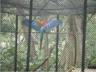 pvc coated galvanized hexagonal wire mesh/hexagonal wire netting