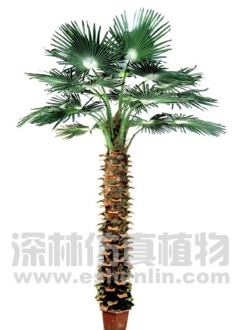 palm tree,silk palm tree