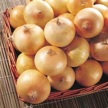 Fresh Chinese New Crop Yellow Onion for 5-7cm
