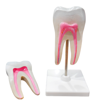 Esplorare i modelli di denti di grandi dimensioni: comprensione delle dimensioni, del design e delle applicazioni