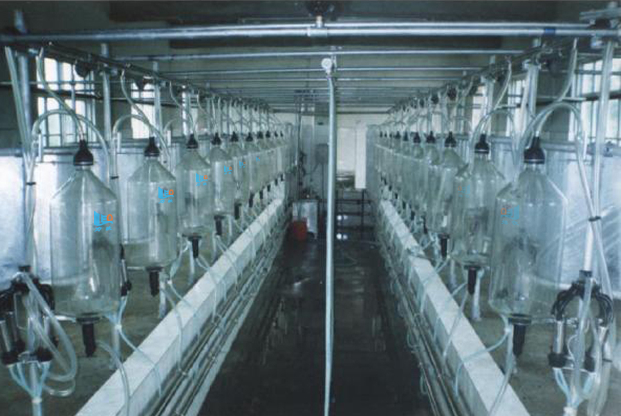 fishbone milking hall