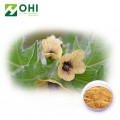 Henbane-Extrakt Scopolaminhydrobromid-Trihydrat