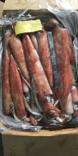 New Catching Frozen Loligo Chinensis Squid